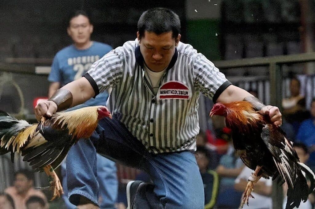 go perya sabong NAN
