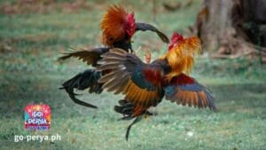 Ang mga round-headed na manok ay kilala sa kanilang pagiging agresibo, tibay, at tibay, na ginagawa silang mabigat na kalaban sa ring ng sabong. Para sa karagdagang impormasyon tungkol sa Sabang World, mangyaring sundan ang Go Perya.